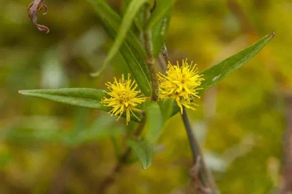 Lysimachia thyrsiflora