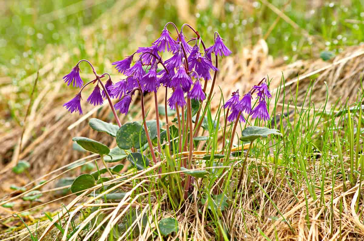 Soldanella hungarica