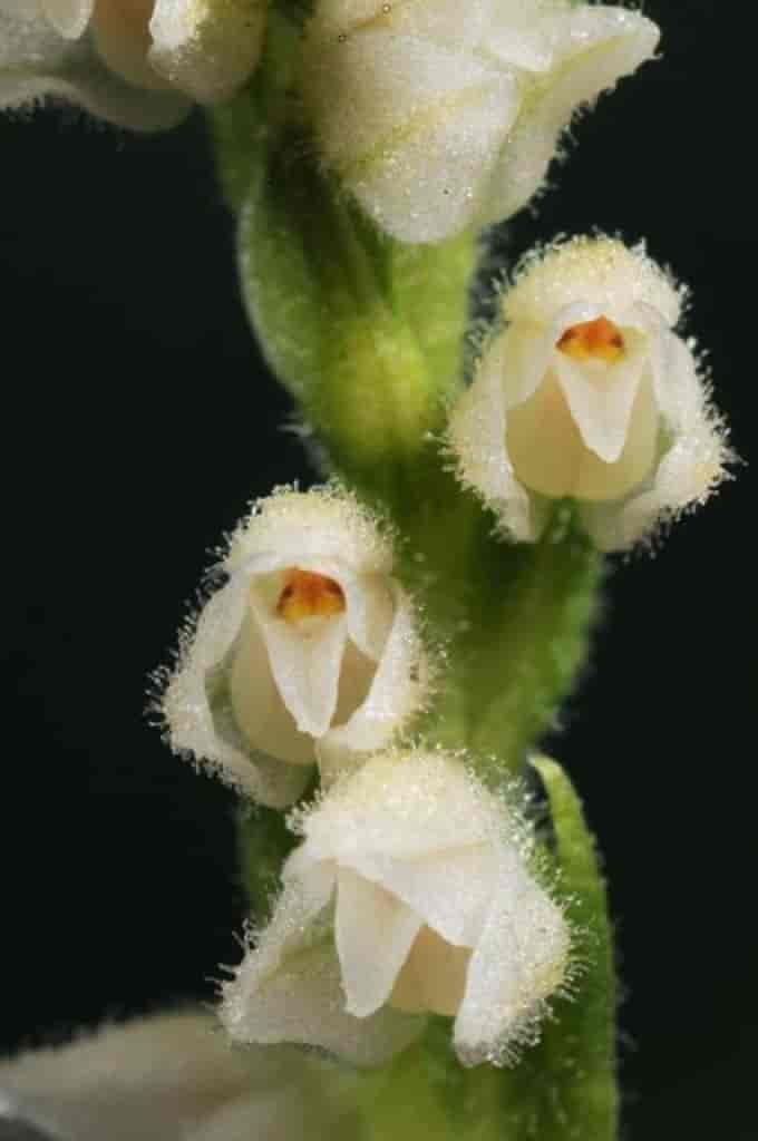 Goodyera repens