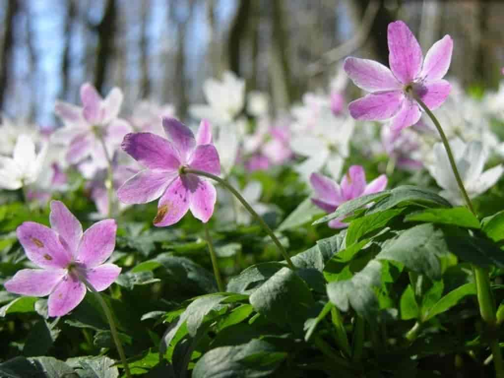 Anemone nemorosa