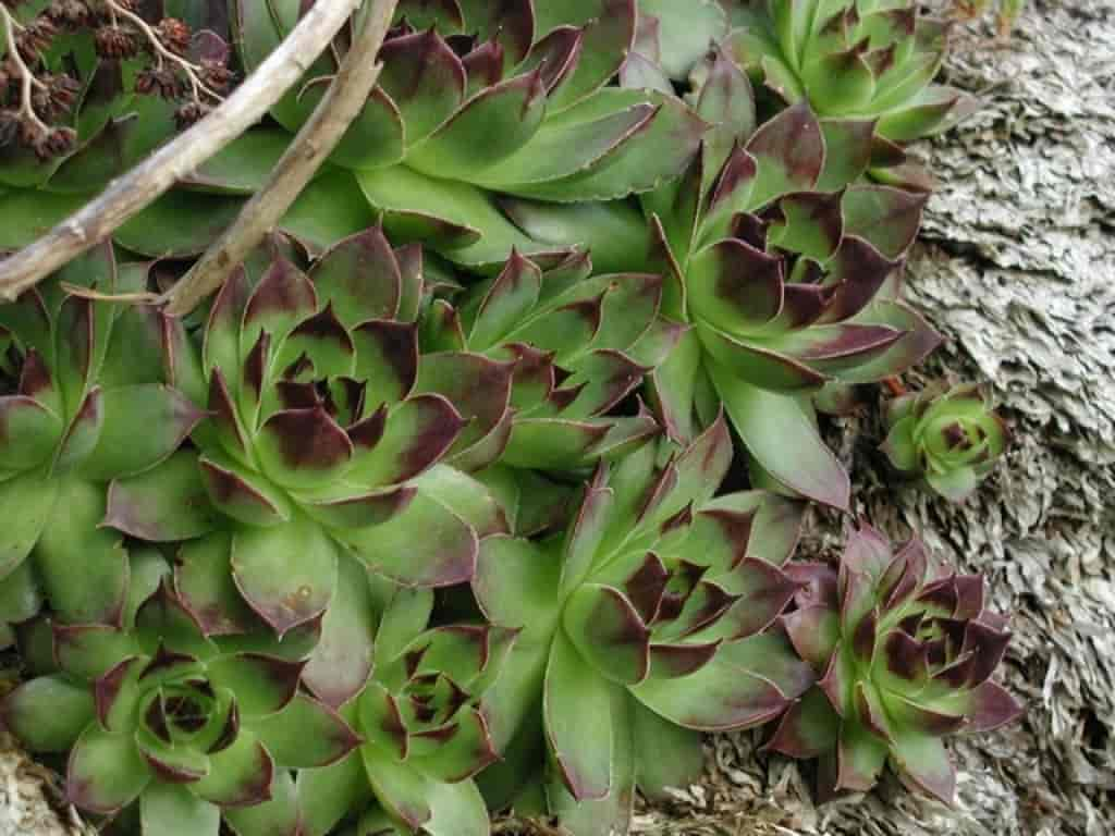 Sempervivum tectorum