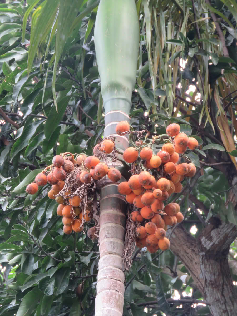 betelpalme