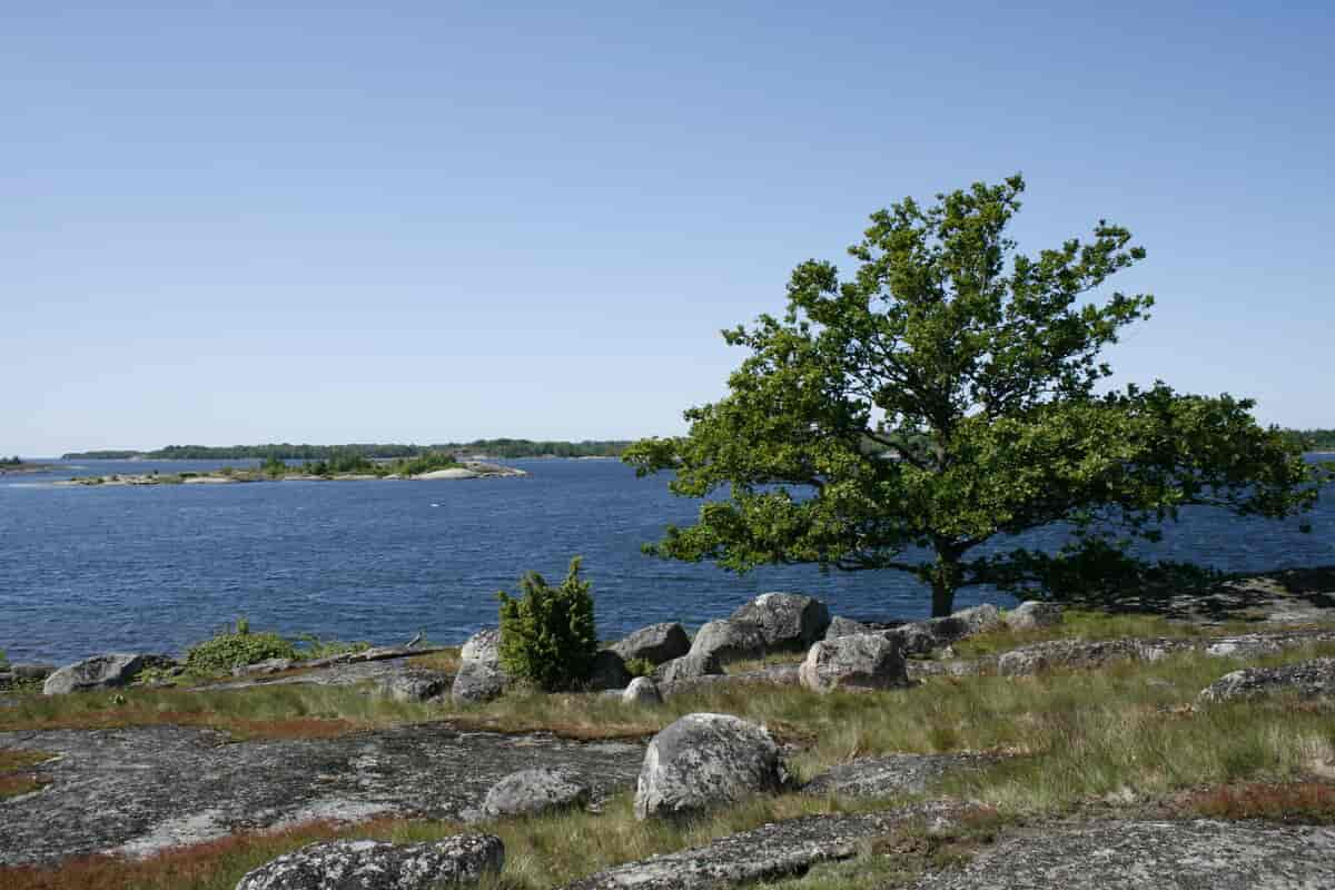 Tjärö