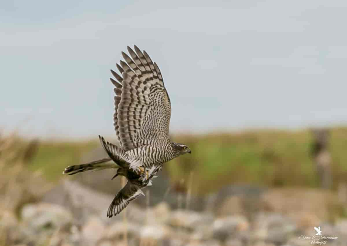 Spurvehauk med myrsnipe,Spurvehauken er en dyktig jeger som sjelden bommer .