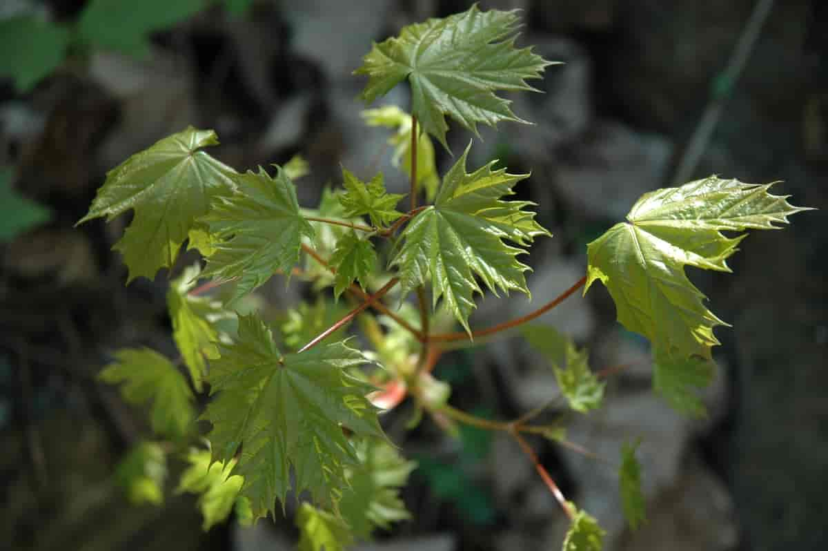 Spisslønn Acer platanoides