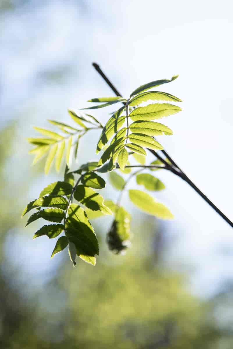 Rogn Sorbus aucuparia