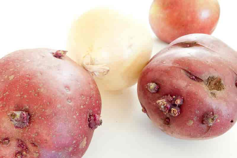 Stengelknoller fra Solanum tuberosum, potet.