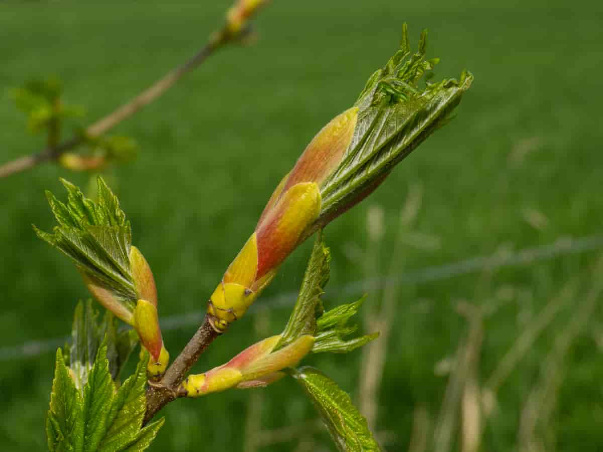 Knopp som skyter blad hos Acer pseudoplatanus, platanlønn.