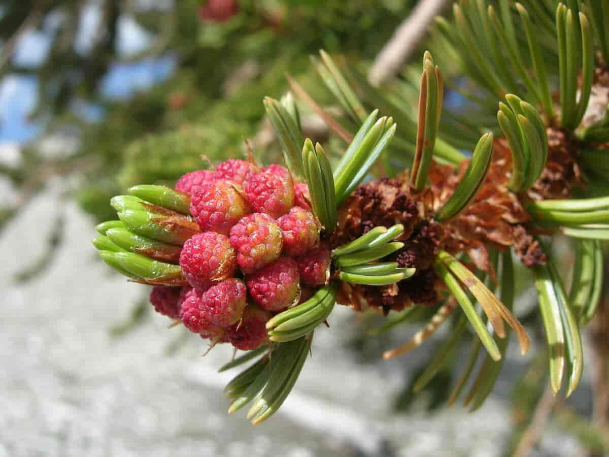 Hannkongler hos Pinus longaeva, en furuart.