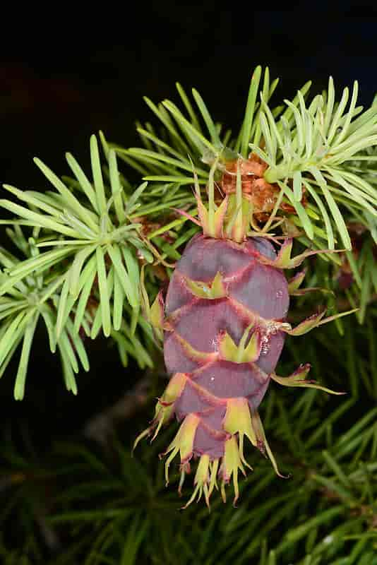 Kongle hos Pseudotsuga menziesii, douglasgran.