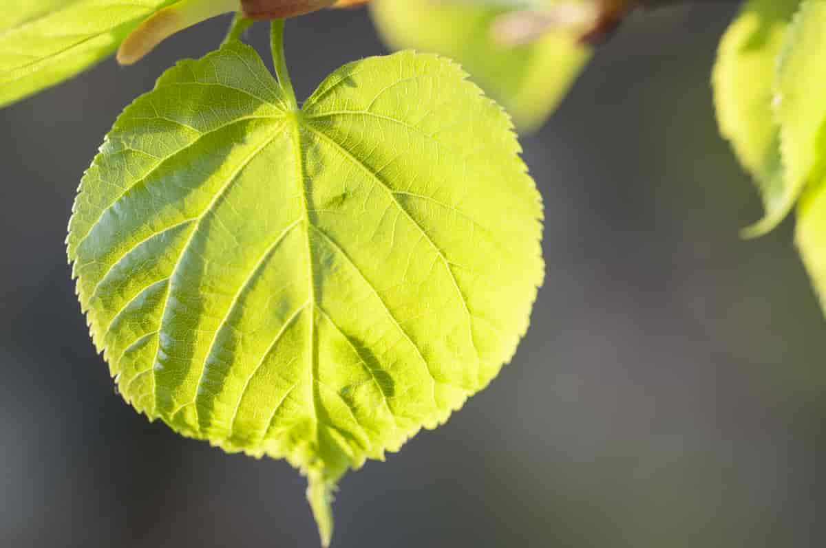 Lind Tilia cordata