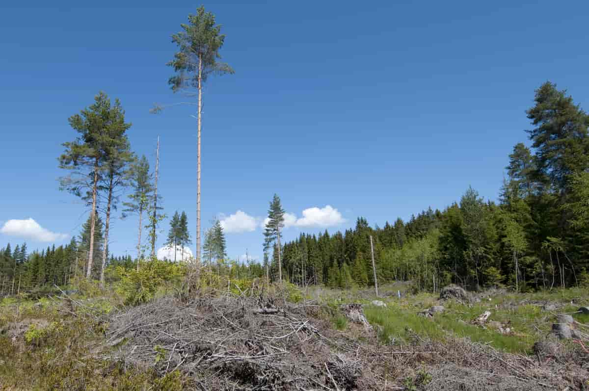 Hogstfelt med grot og gjensatte livsløpstrær