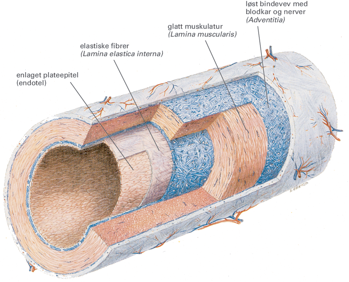 Arterie.