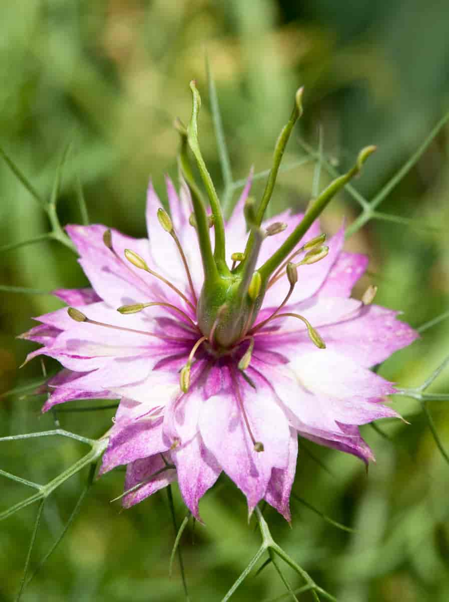 Svartkummen blomst rosa