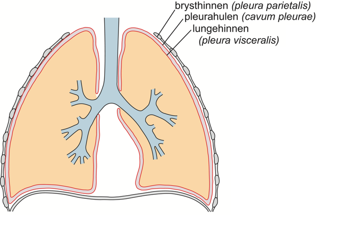 Pleura.