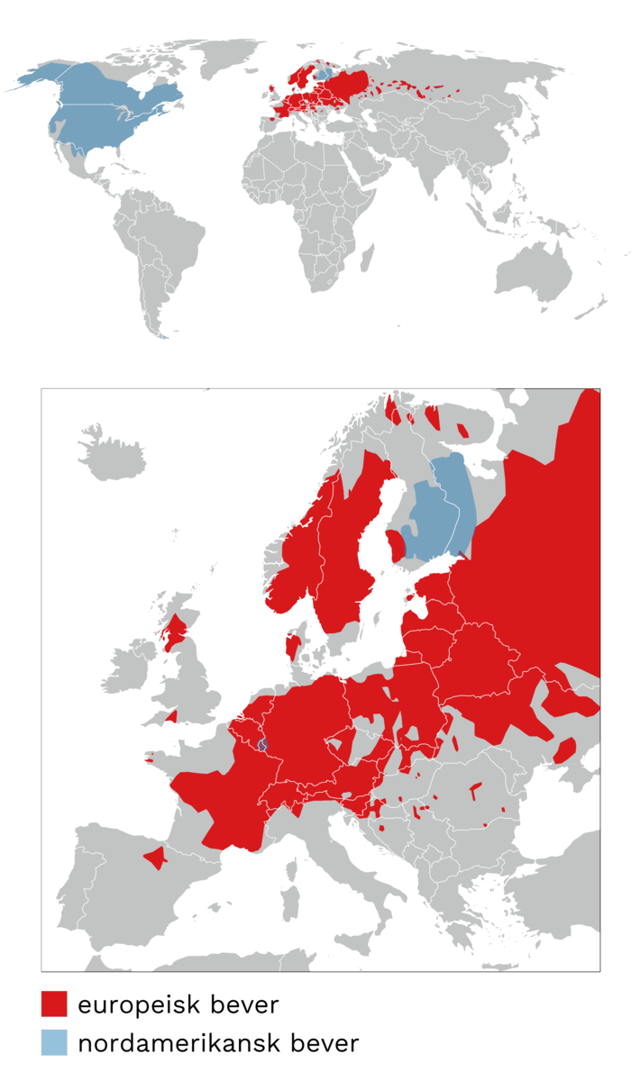 utbredelse av bever