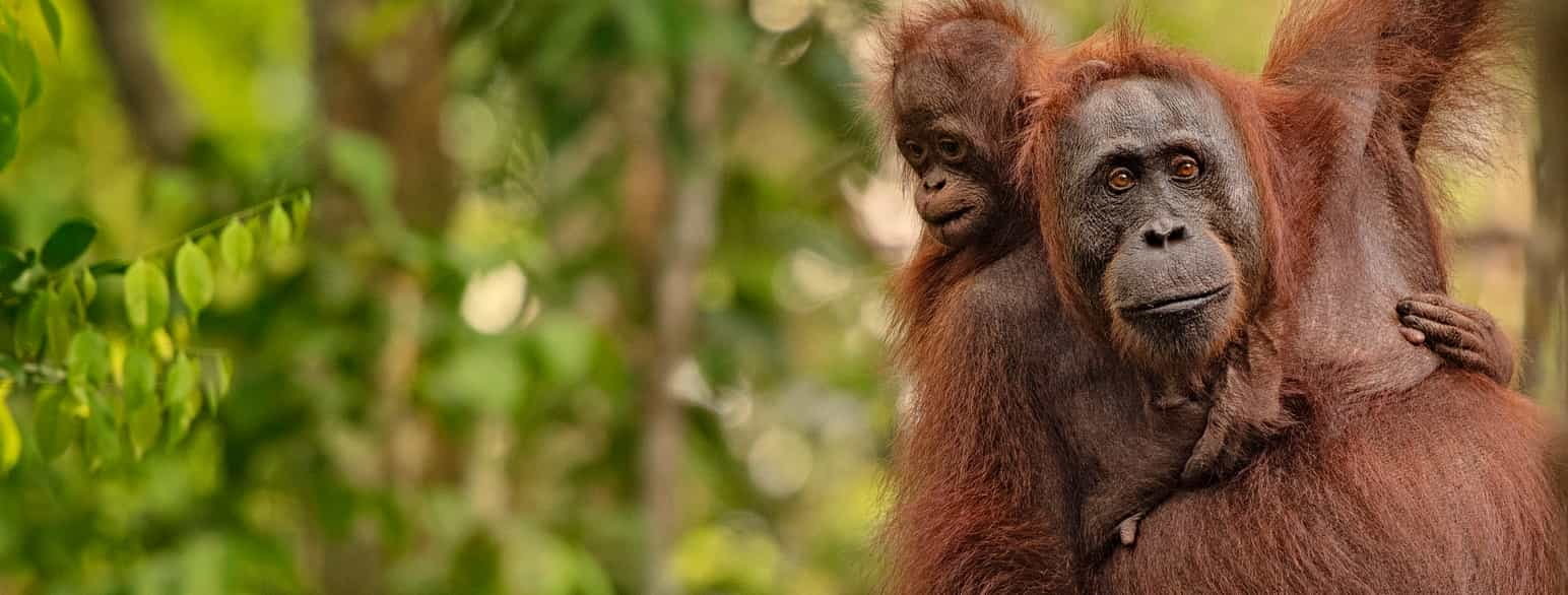 Orangutang på Borneo.