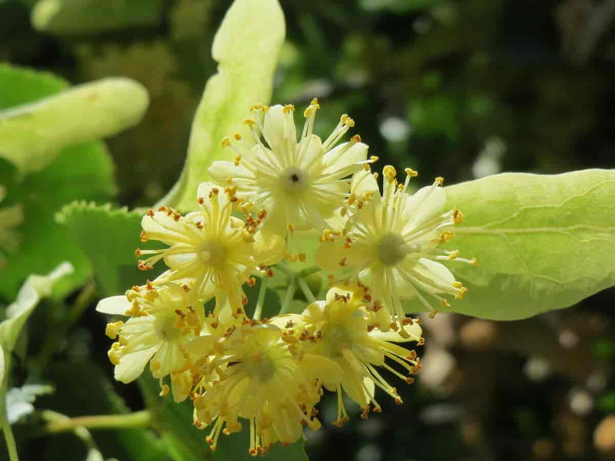 Lind blomsterstand