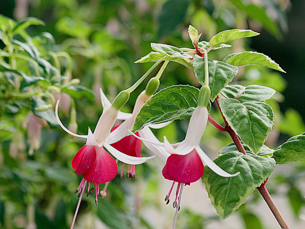 Fuchsia