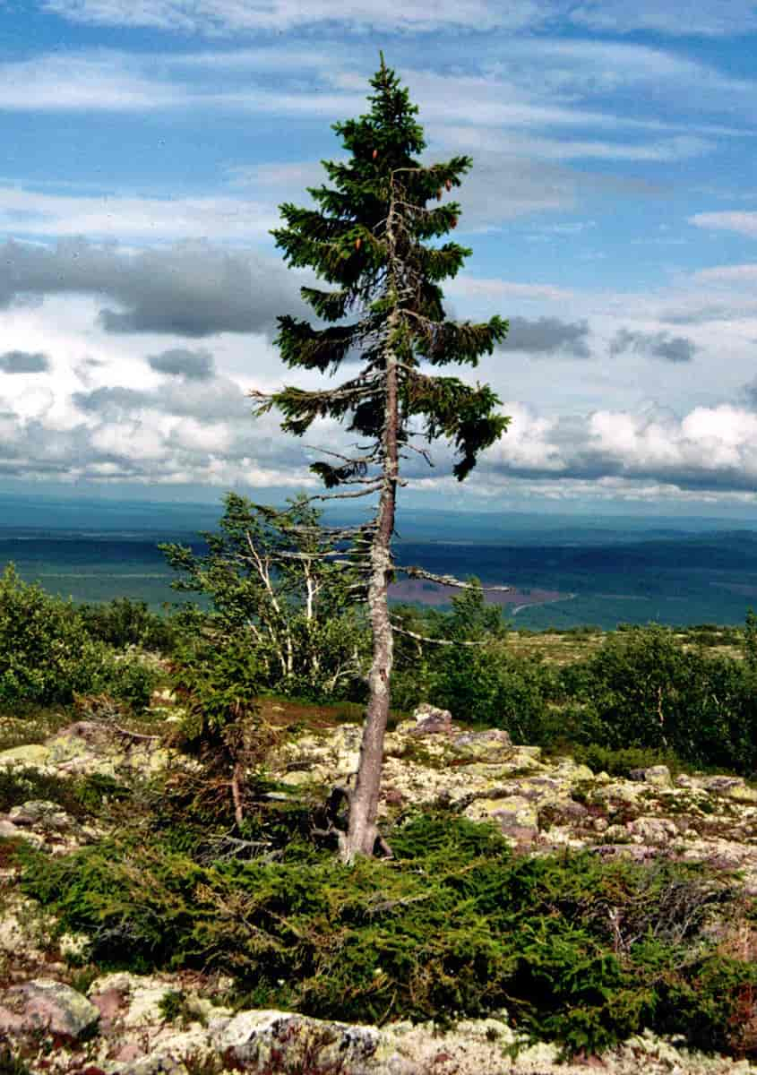 Old Tjikko i Fulufjället