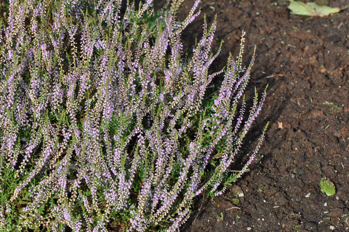 Calluna vulgaris, røsslyng