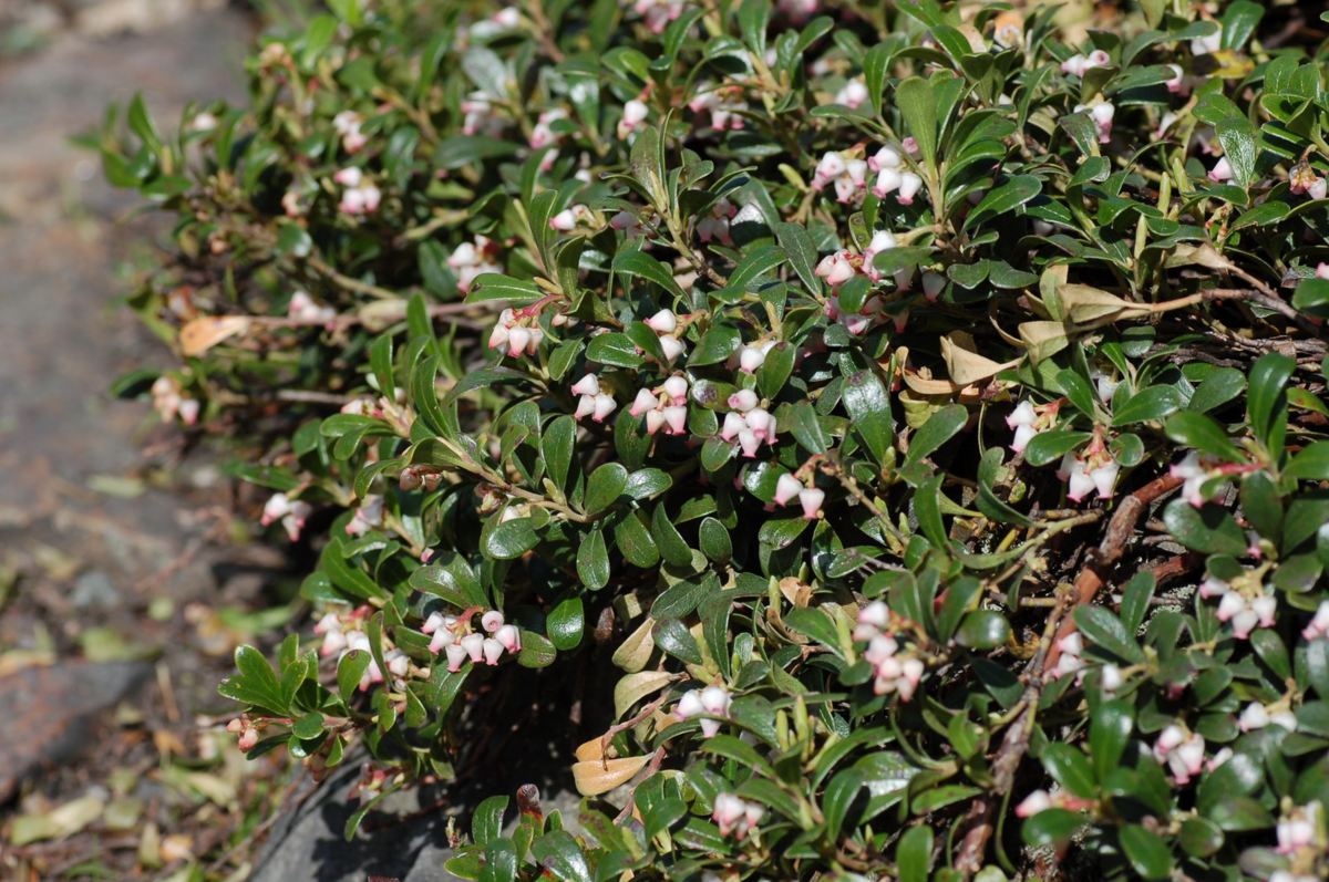 Arctostaphylos uva-ursi, mjølbær i blom