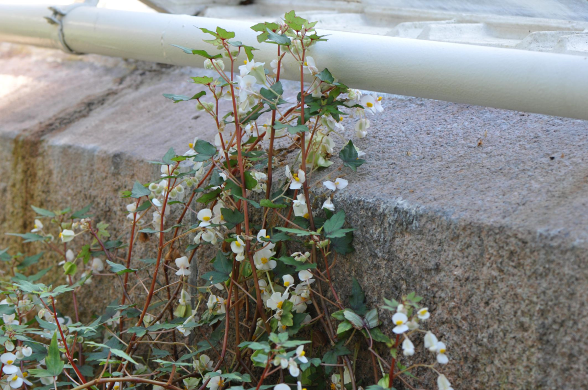 Begonia dregei