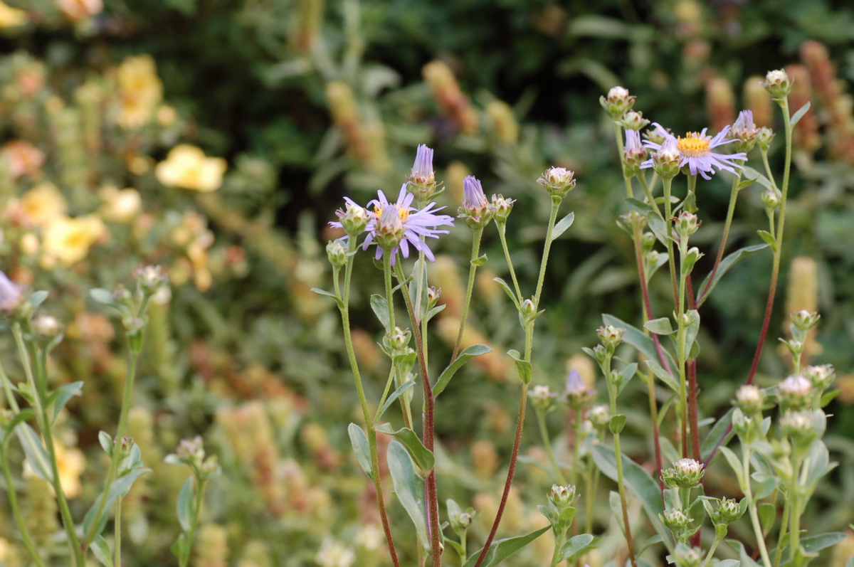 Bergasters, Aster amellus