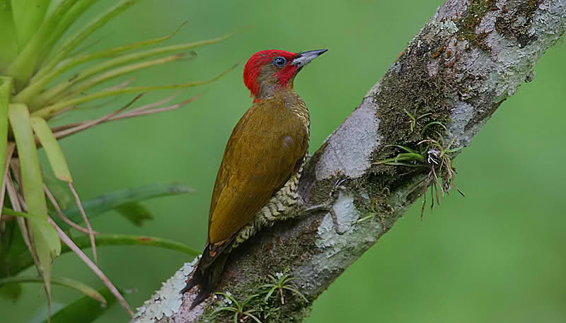 Nicaraguaspett