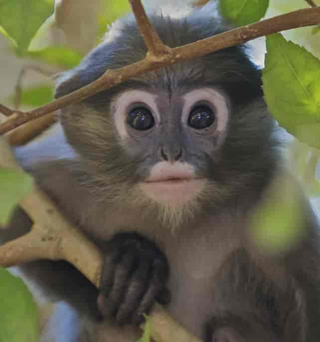 Langur