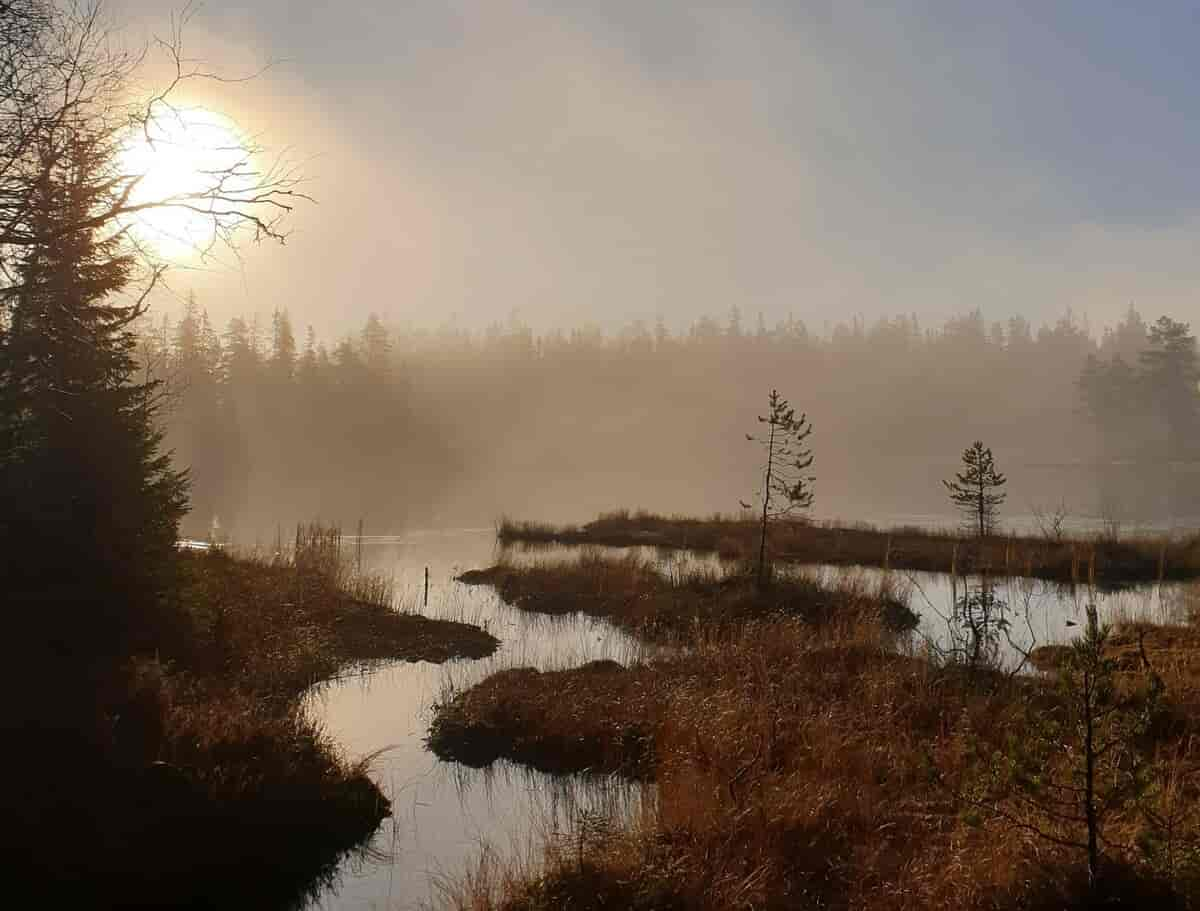 Myr i morgentåke