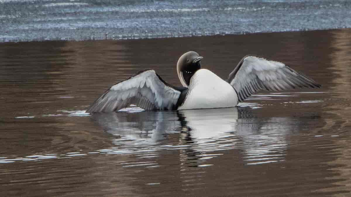 Storlom (Gavia arctica) black-throated loon