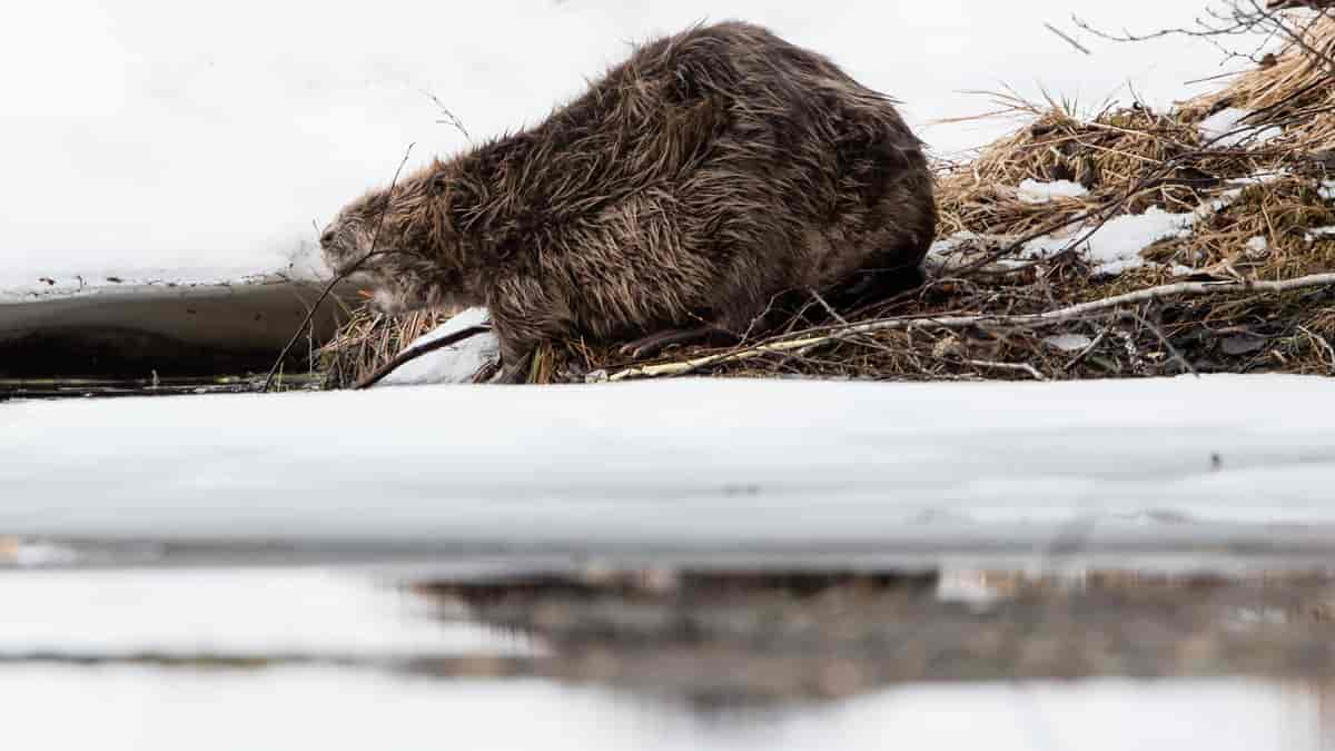 Bever (Castor fiber)