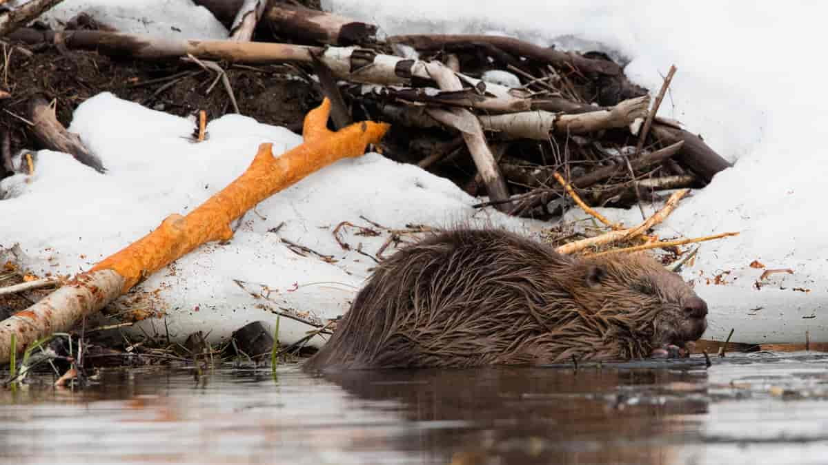 Bever (Castor fiber)