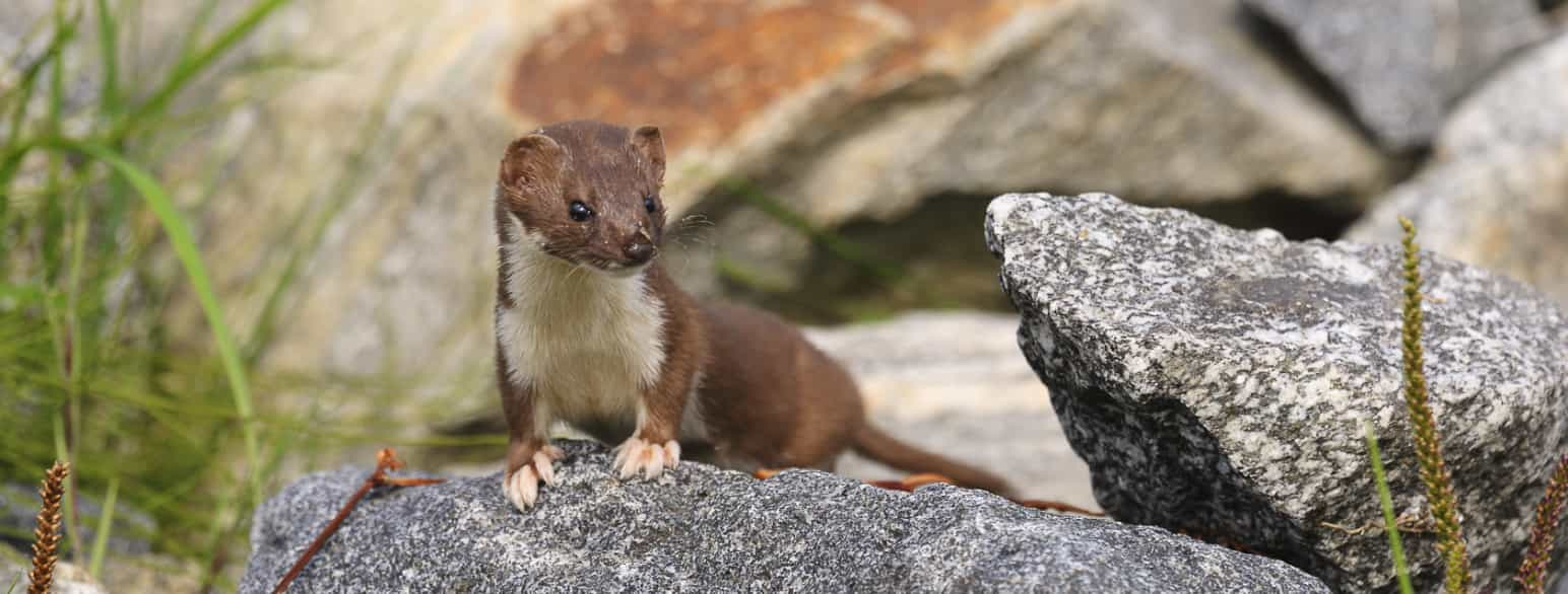 Snømus (mustela nivalis)