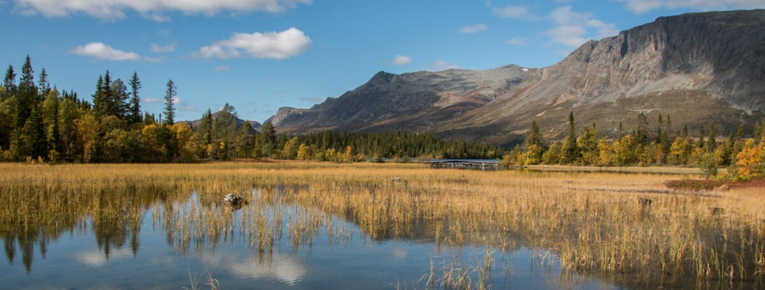 Vegetasjonssoner mot Skogshorn i Hemsedal. Nordboreal sone i forgrunnen.