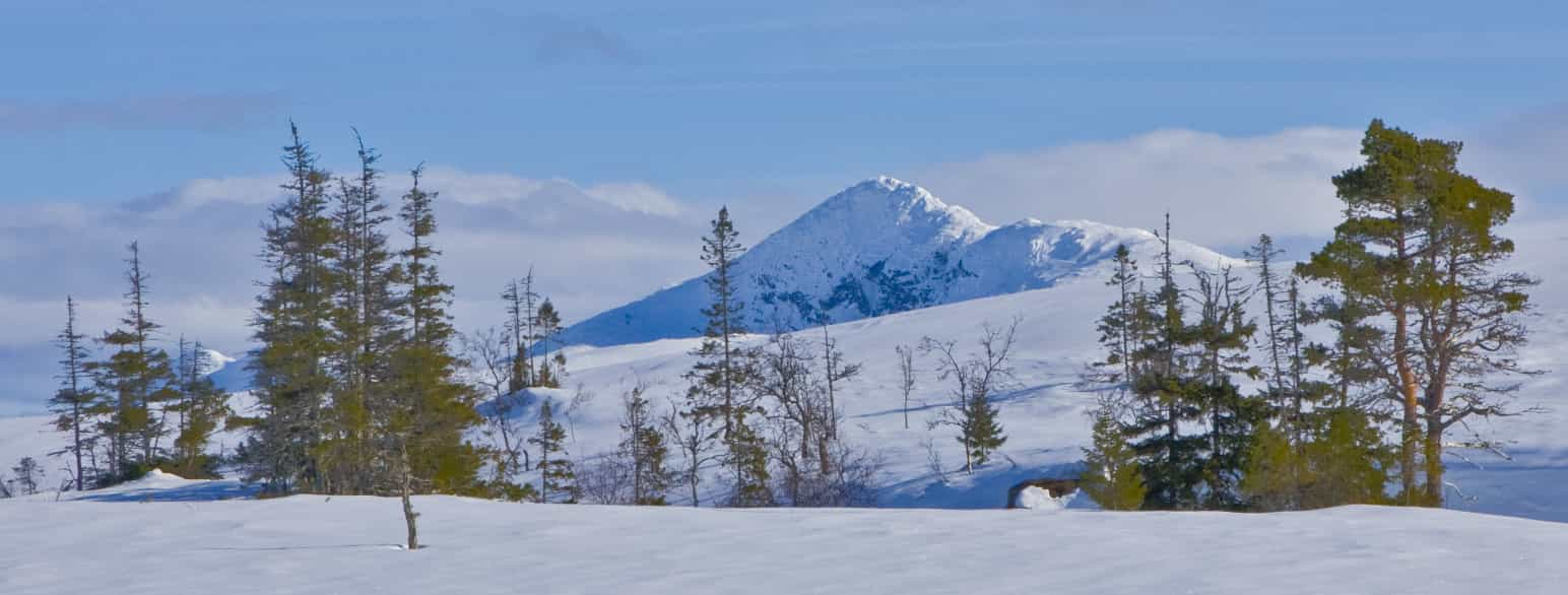 Tregrensa i nasjonalparken Gressåmoen-Blåfjella-Skjækerfjella