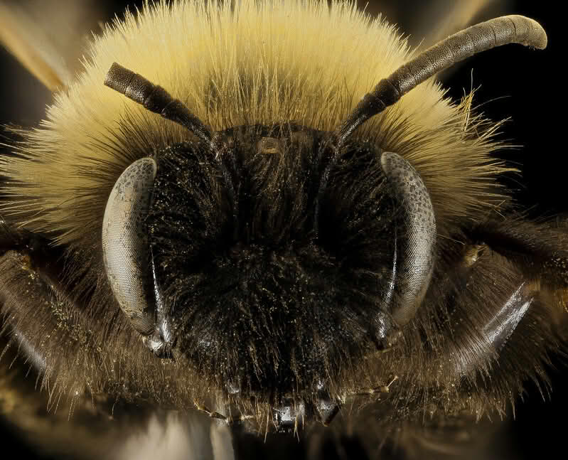 Andrena clarkella, vårsandbie