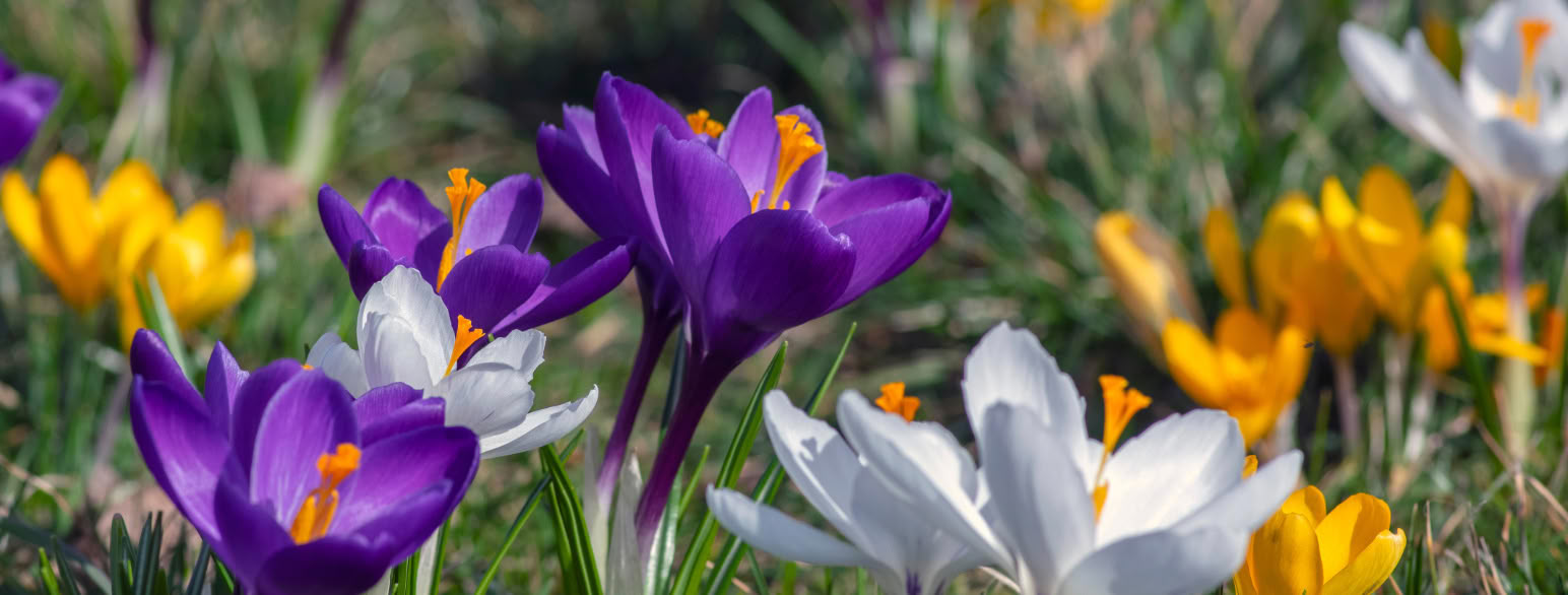 Krokusblomster