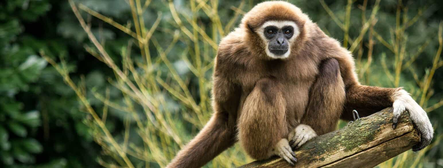 Gibbon