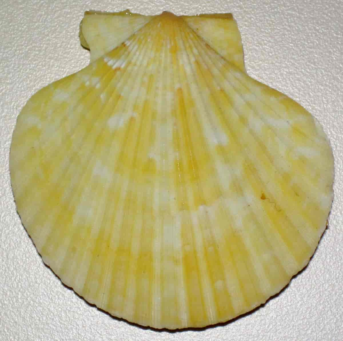 Aequipecten opercularis