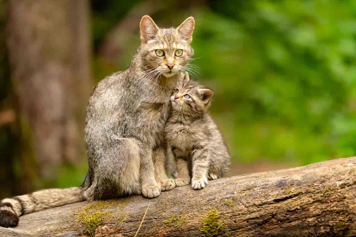 En voksen katt sitter på en trestamme med en kattunge ved siden av seg. Foto.