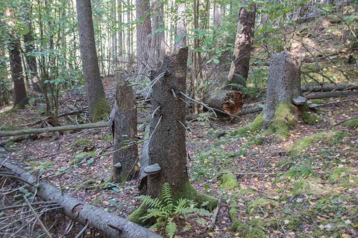 Gammelskog med død ved