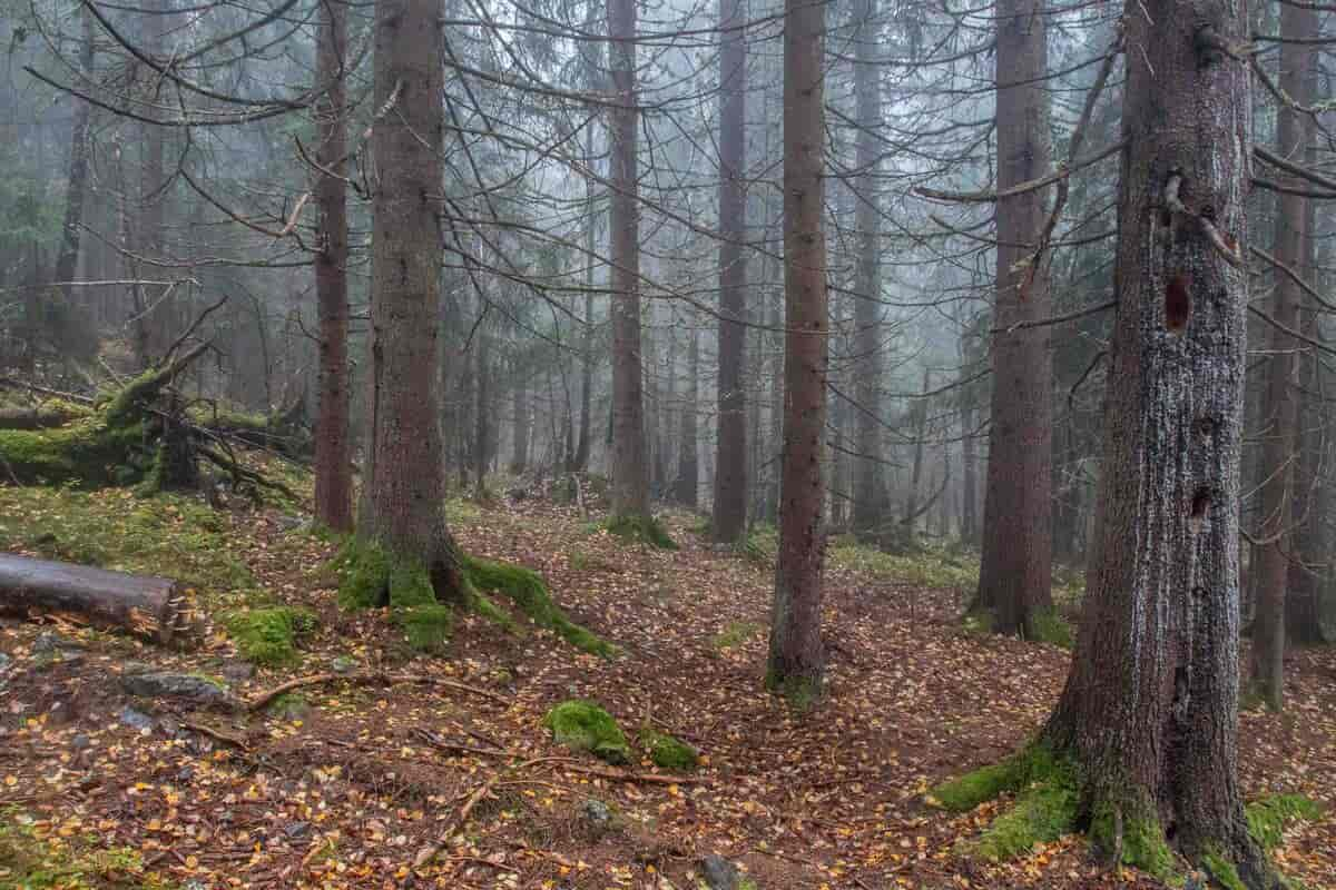 Gammelskog med hakkespetthull 