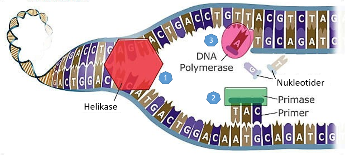 DNA-replikasjon