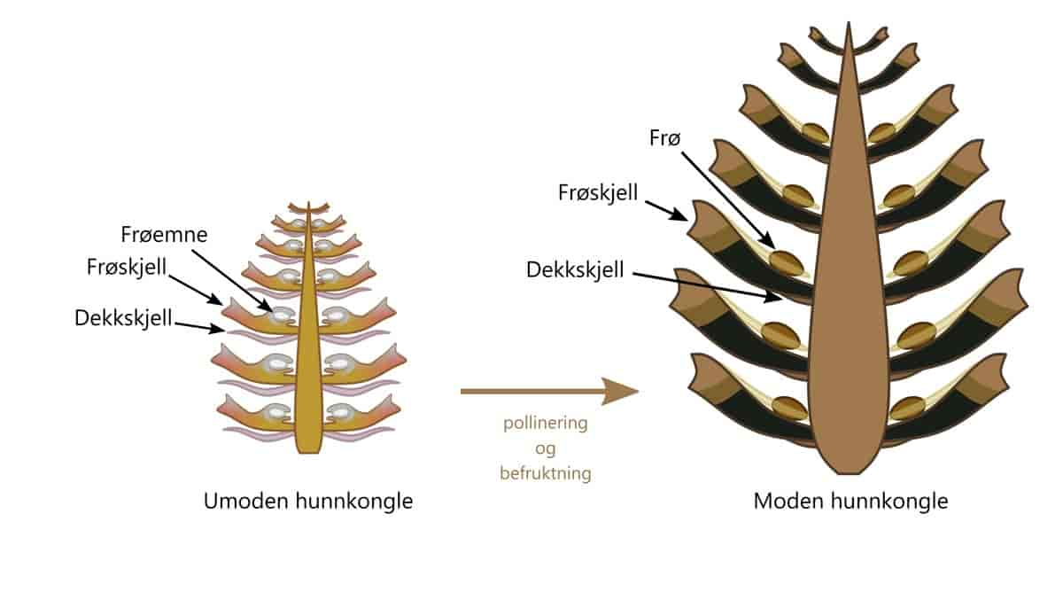 Furukongle