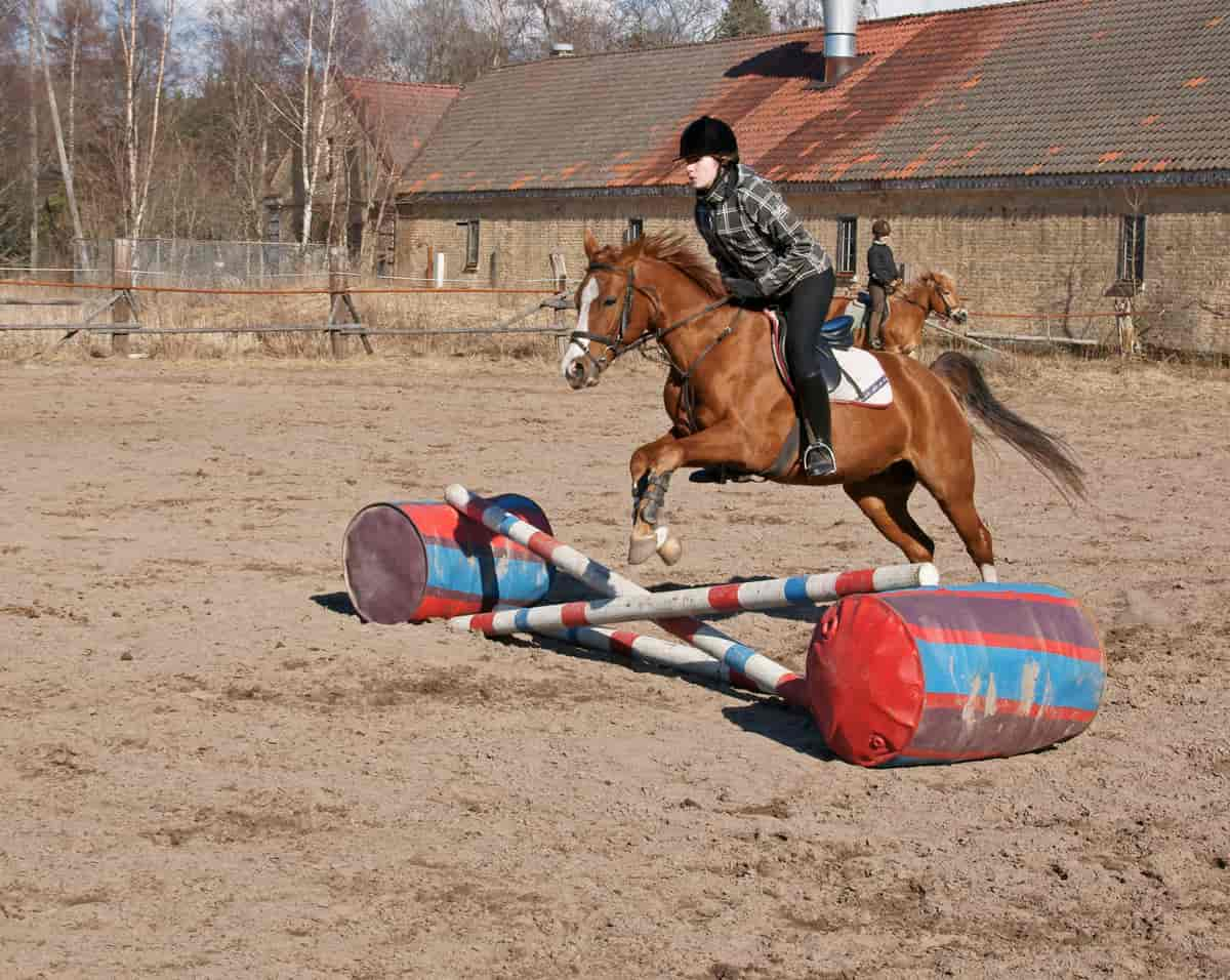 Fotografi av en tysk sportsponni med rytter som hopper over hinder.