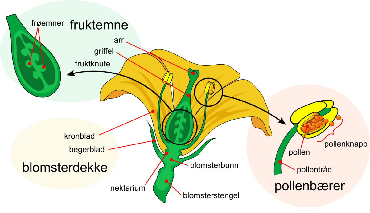 Skjematisk blomst