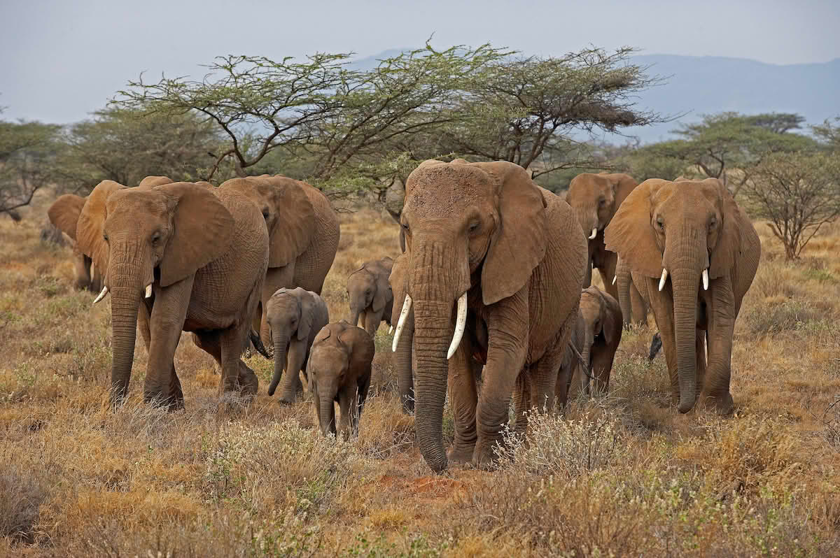 Loxodonta africana, Maasai Mara, Kenya