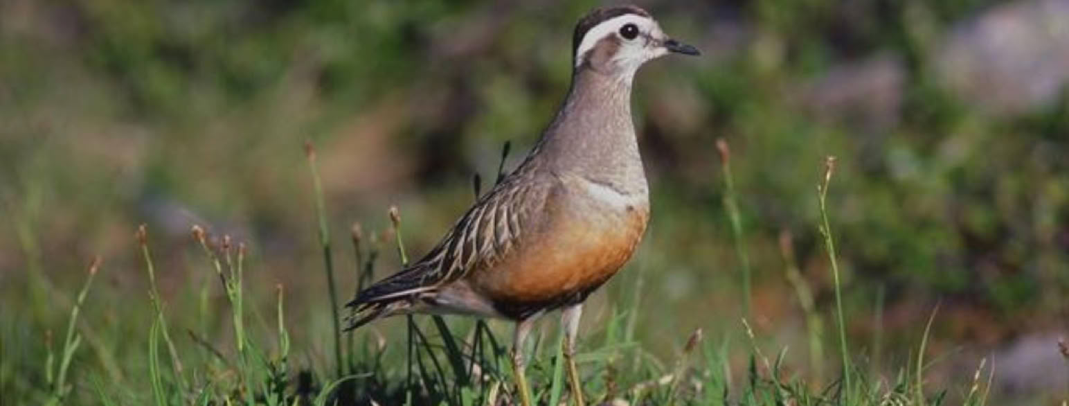 Charadrius morinellus